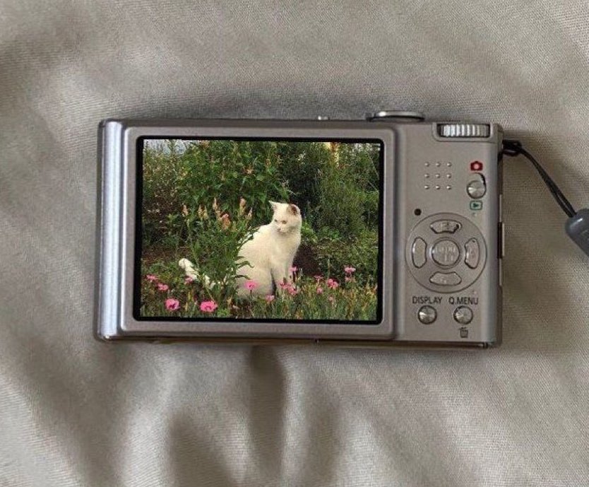 seraphicxc's tweet image. 