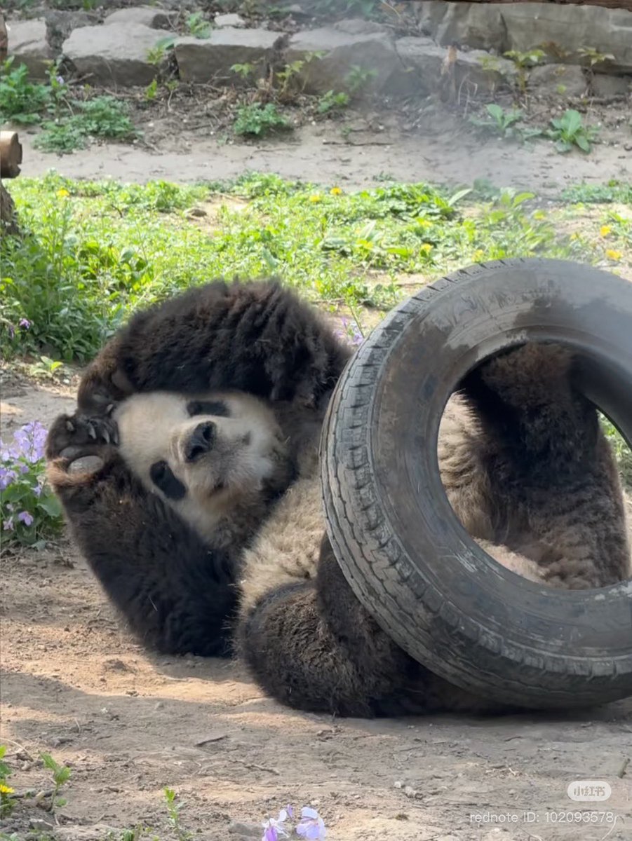 วิเชียรไก่ย่าง tweet media