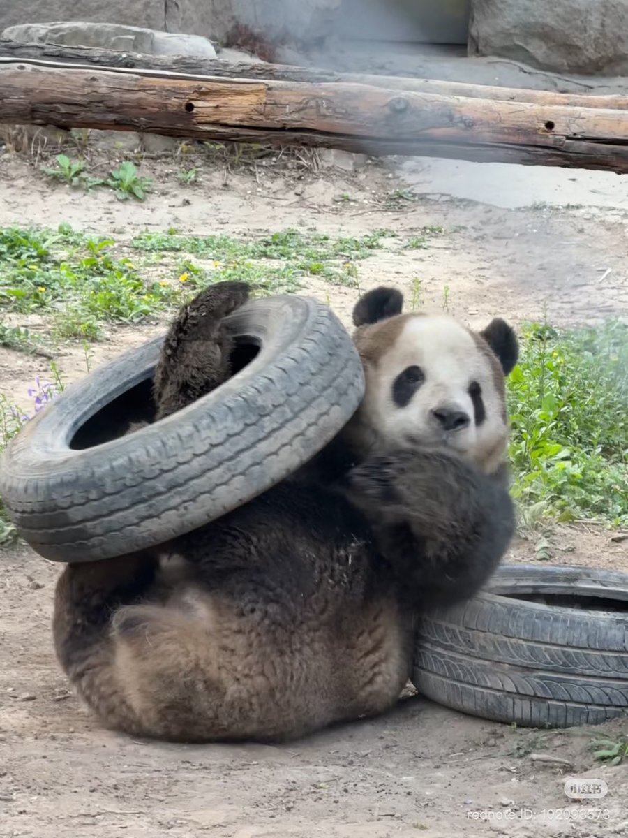 วิเชียรไก่ย่าง tweet media