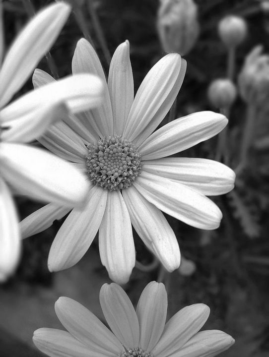 Art of the Day! "Only Daisy". Buy at: ArtPal.com/Regina?i=18591…