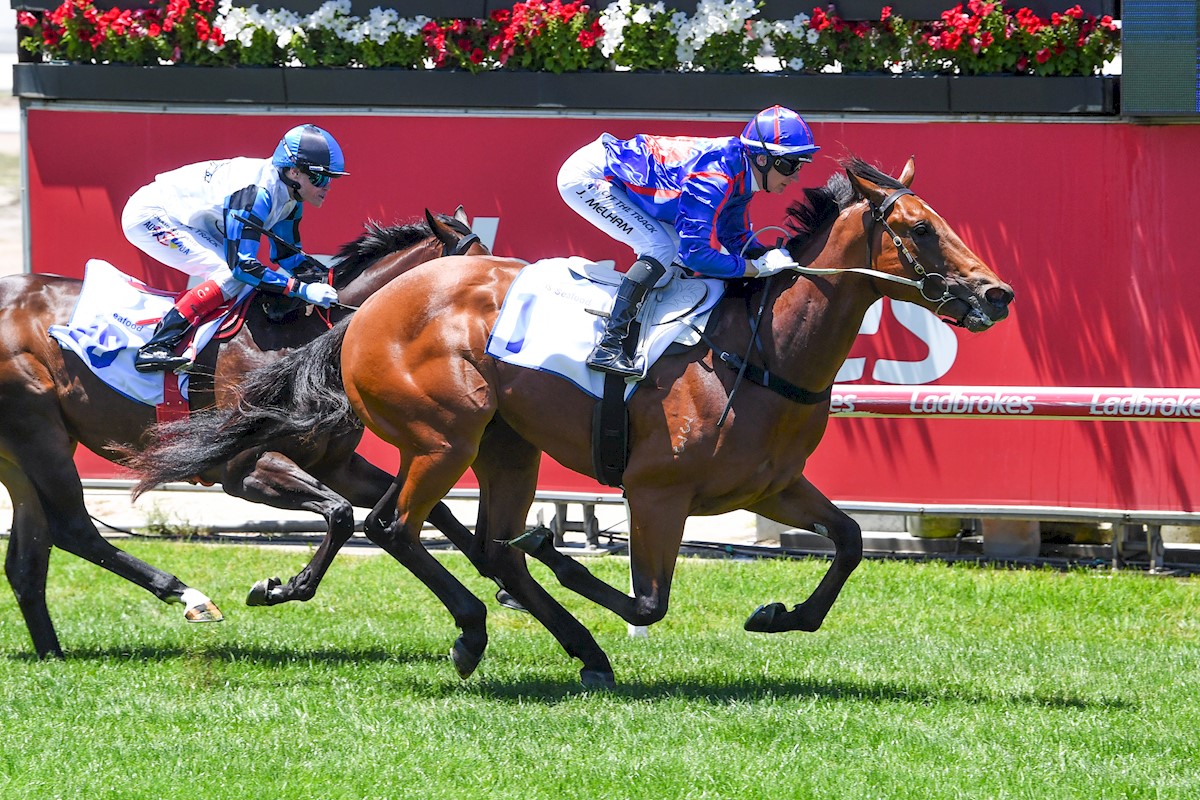 RolltheDiceRace's tweet photo. Our 2nd purchase is by the sire on π₯Home Affairs & the same sire as our exciting 2YO colt Guest House, who heads toπnext month. Purchased by @rogersbstock from @yarramanpark draft this colt will just keep getting better. He will be trained by @MickPriceRacing π²π#StartRolling https://t.co/XI5NUCd29E