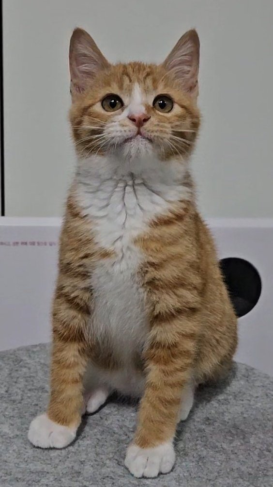 아직 안늦었어요 입양갈 수 있다!!!!
야무진 뽕쥬디 소유묘 동동이가 가족을 찾아요🧡