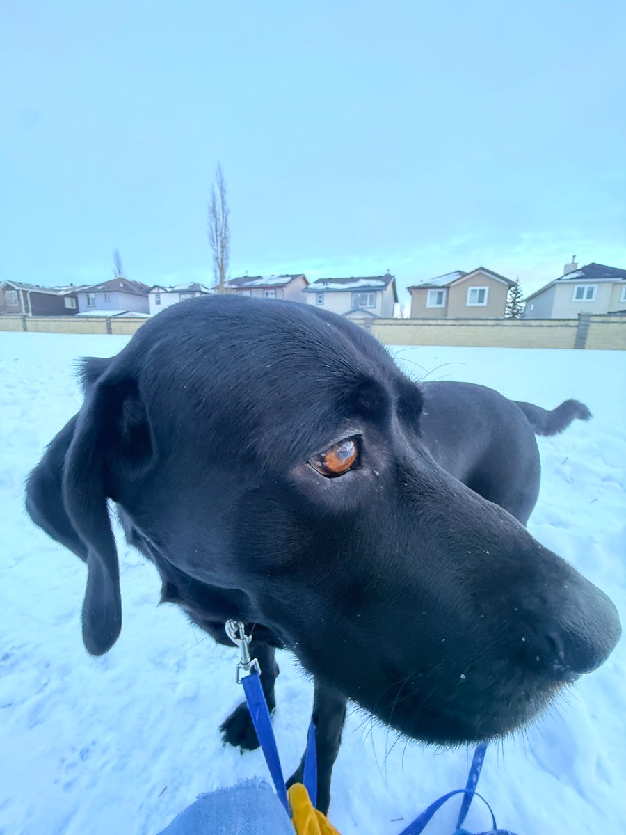 Jake72545474's tweet image. Jake is hot today. 10’C or 50’F. 
He will be hotter tomorrow. 
#BlackLab #Retriever #Calgary