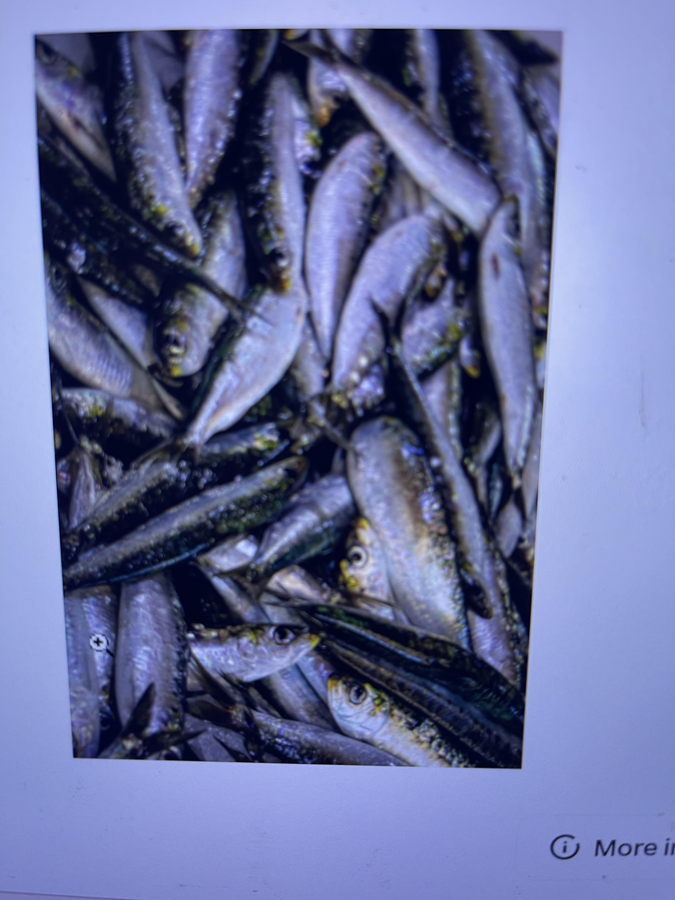 shrunga_m's tweet photo. Kaveri River Basin flats delivered solid sight fishing action this afternoon as weather cleared up nicely. #sightfishing #Flatsfishing https://t.co/ADGnF3tQOf