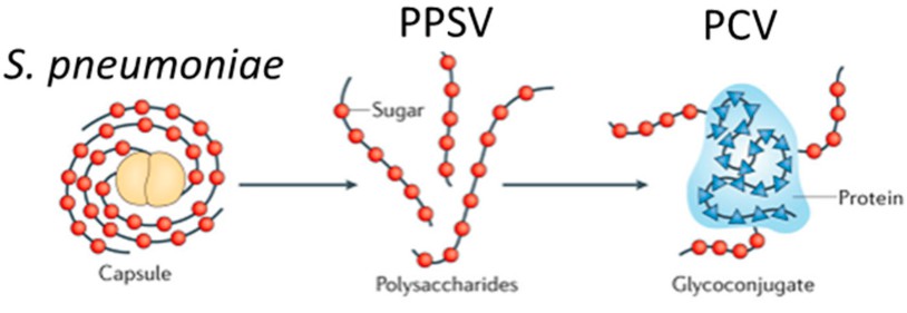 Support Your Pneumococcal Studies
Purified S. pneumoniae cell wall polysaccharides from Creative Diagnostics help researchers explore host response, diagnostics, and vaccine targets.
Explore here:
 creative-diagnostics.com/s-pneumoniae-c…

#Microbiology #Immunology #ResearchTools