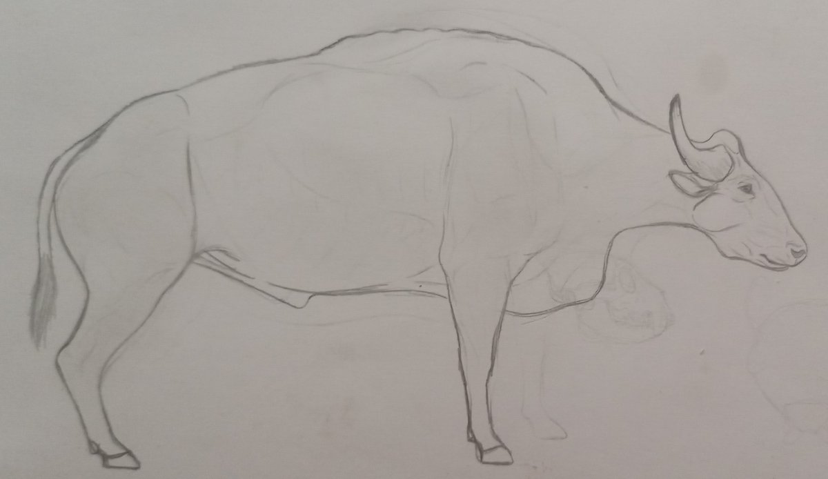 XMuleki's tweet photo. Bos gaurus grangeri (Pleistocene Gaurus) https://t.co/Ydu1U4OeUc