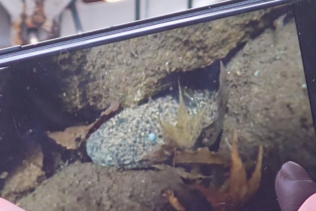 kapaguy's tweet image. なんと！霊蛇滝の滝壺水中でオオサンショウウオを発見！館長によれば純血種と思われる。滝壺の深くで撮影されたのはもちろん発見もおそらく世界初！ちゃんとした動画は赤目滝水族館のSNSでもうすぐ公開！