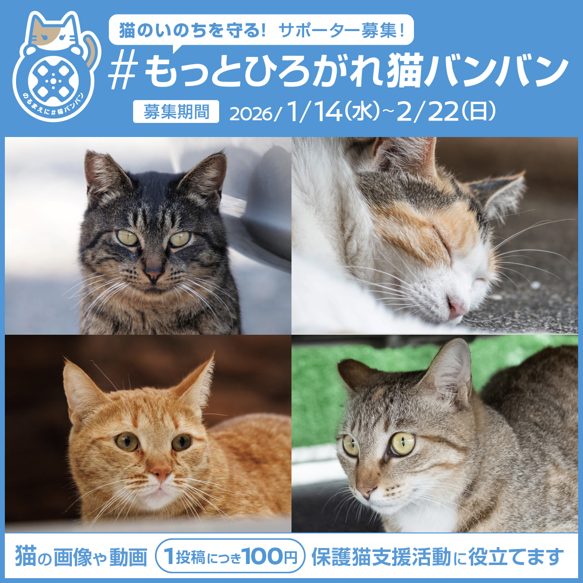 【サポーター募集】 寒くなると街の猫たちがエンジンルームなどに入ってしまうことも。 

ボンネットを叩くことで悲しい事故を防ぐ取り組みが、のるまえに #猫バンバン 

この活動をもっと広めるために、この投稿を引用RPで #もっとひろがれ猫バンバン とともに猫の画像や動画を投稿してくれませんか？