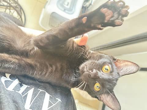 ♂ (推定4〜5ヶ月) 元気でご飯もよく食べますが、他の猫たちより細め