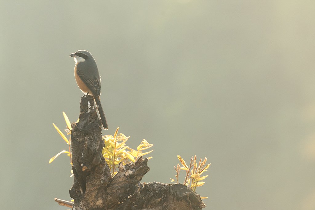 Mikkong1's tweet photo. Grey-backed Shrike (Lanius tephronotus) in #Tura #WestGaroHills #Meghalaya #India
#APPicoftheWeek #AStoryInEveryLens #BirdsofX #BirdsSeenIn2026 #createyourlight #EarthCapture #fsprintmonday #IndiAves #NikonCreators #NikonFamily #ThePhotoHour #私とニコンで見た世界 https://t.co/ulhdcn0VvK