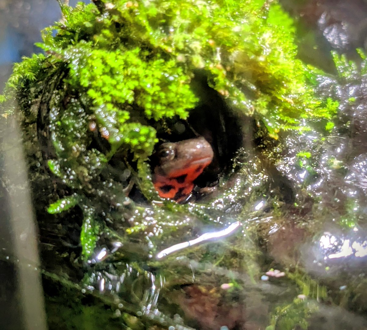 うちのイモリちゃんが珍しく顔だけ出してた！
#イモリ #イモリウム #コケリウム