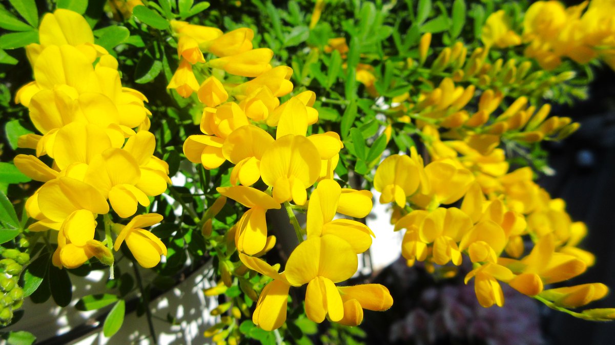 おかつ tweet media