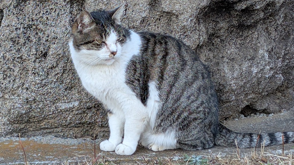 ブラスタ ネコメ ⑦ 公式】ブラックスター -Theater Starless