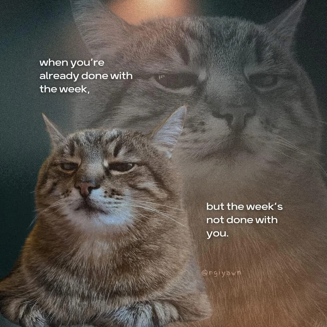 WholesomeMeme's tweet image. 