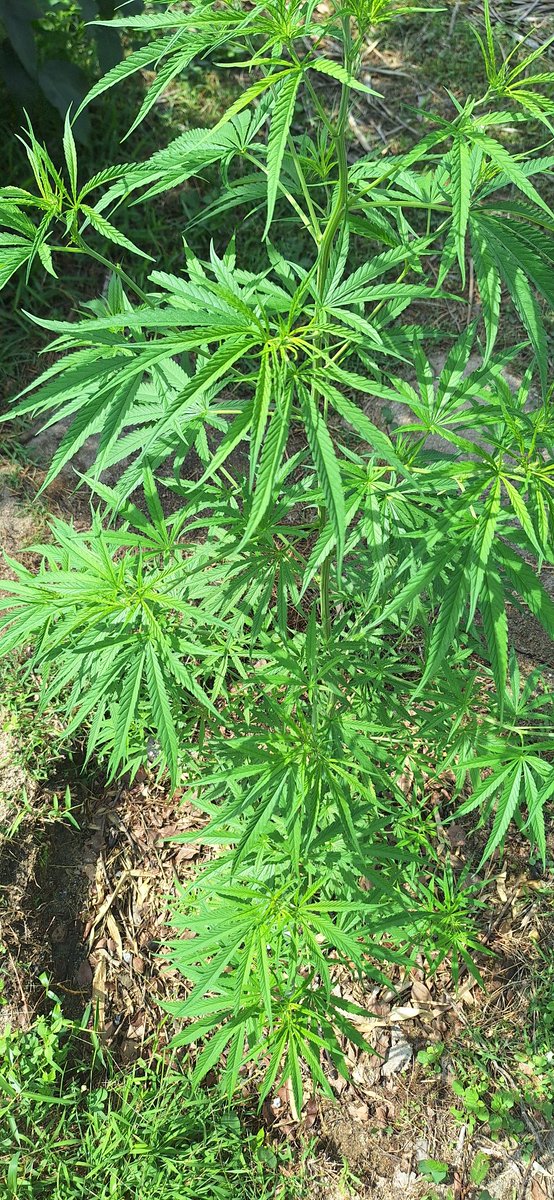 Hemp Farmers tweet media