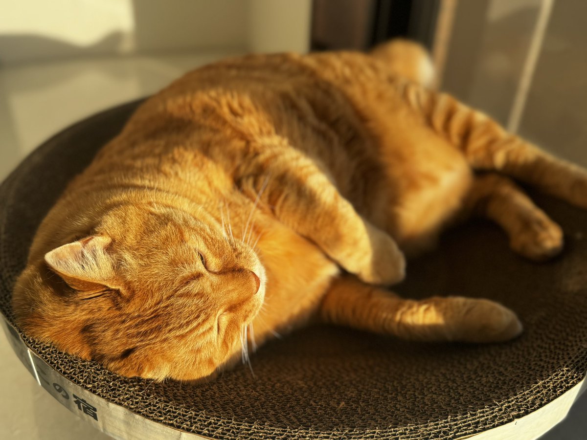 とらまるくん🐈 (@toramaru_1120) / Posts / X