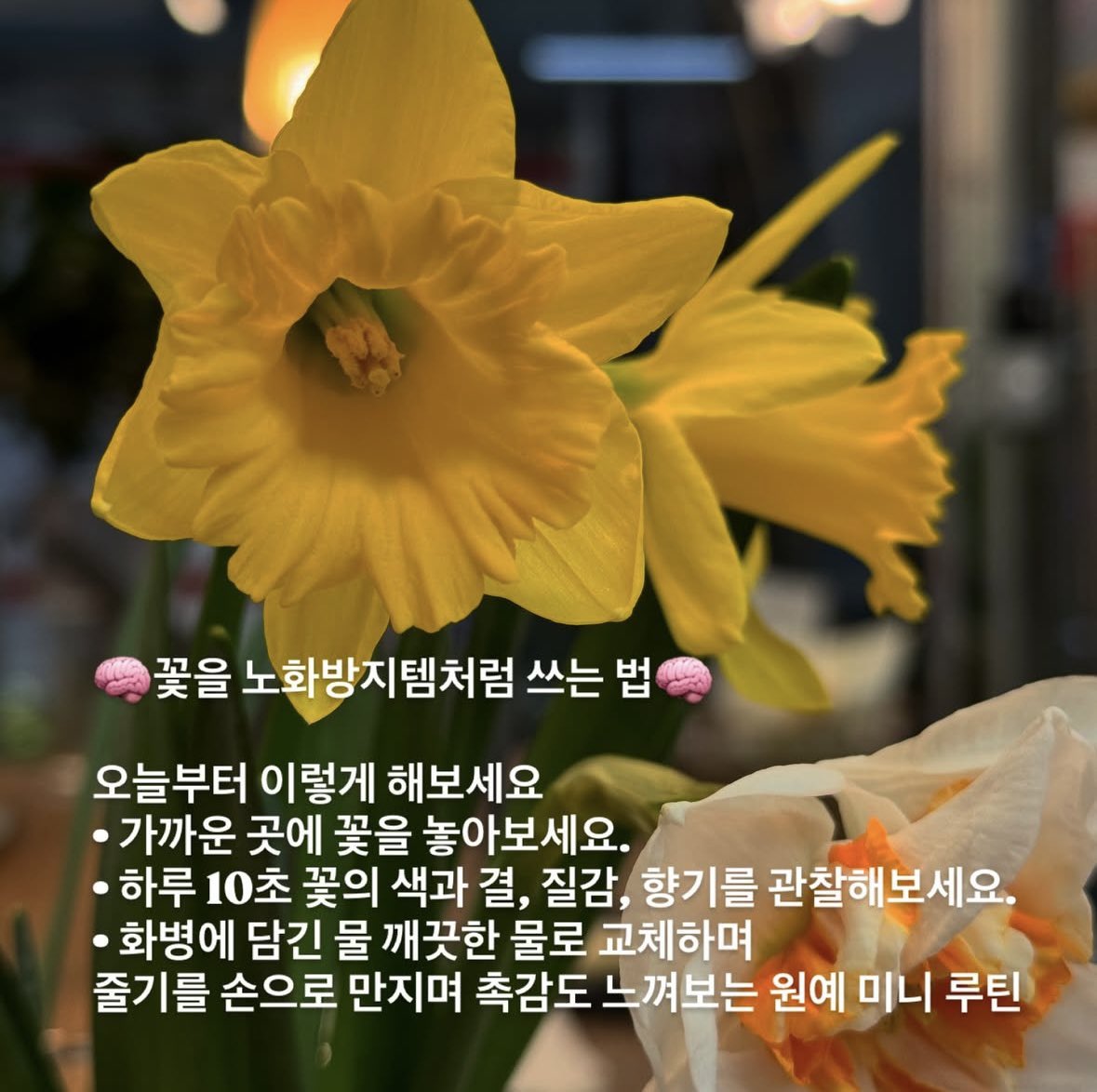 9960002's tweet photo. 꽃이 이렇게 좋다니까 
이제 밤 야식 대신에 꽃 한송이 사세요. https://t.co/7WZUUnUj9G
