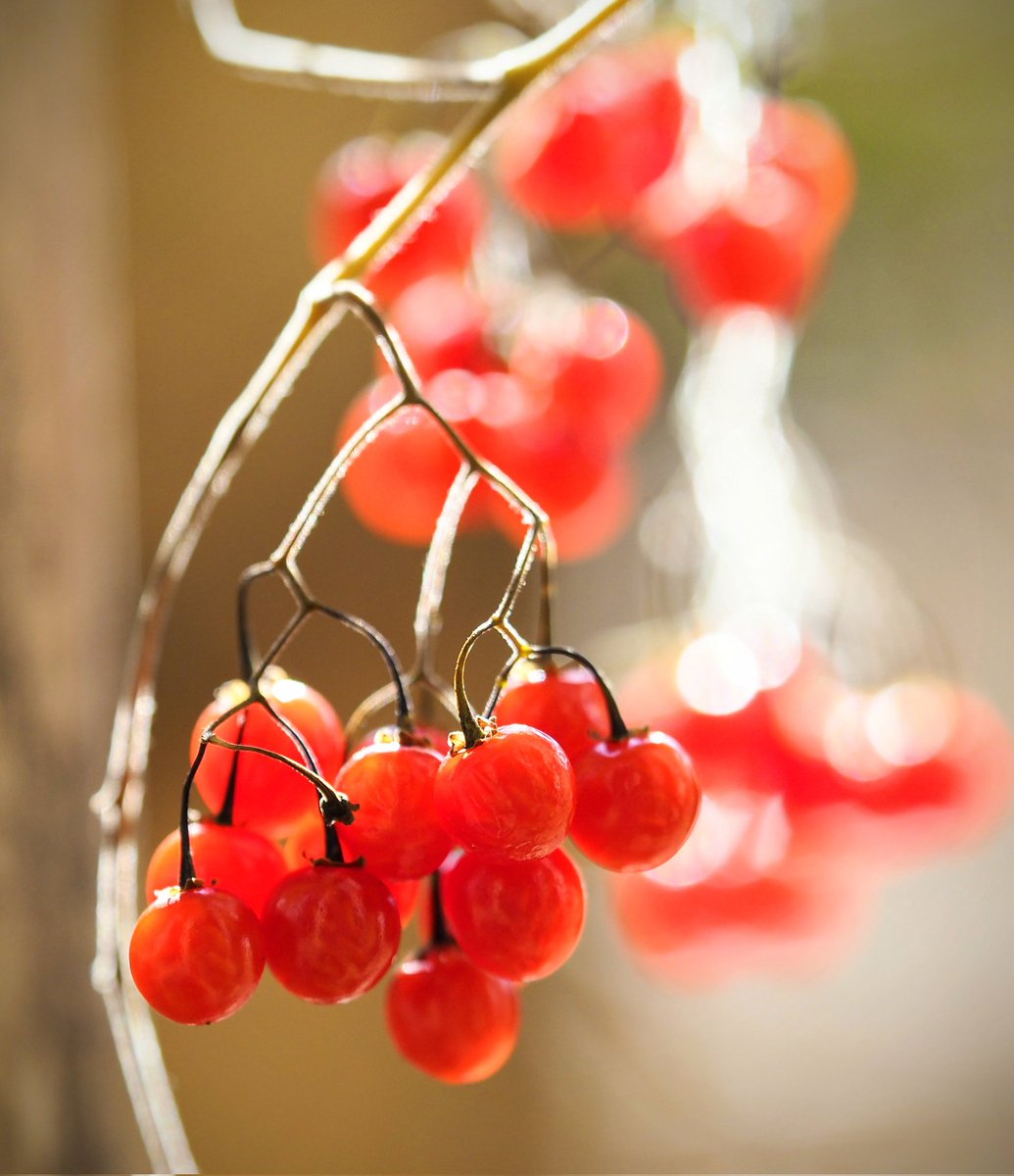 こんなに天気が良くなるなんて
くじゅう連山に行けば良かったと悔やまれる
今日のくじゅうはよかっただろうな〜
仕事無いはずなのに何かと忙しい
写真は冬日を浴びて美しいヒヨドリジョウゴ