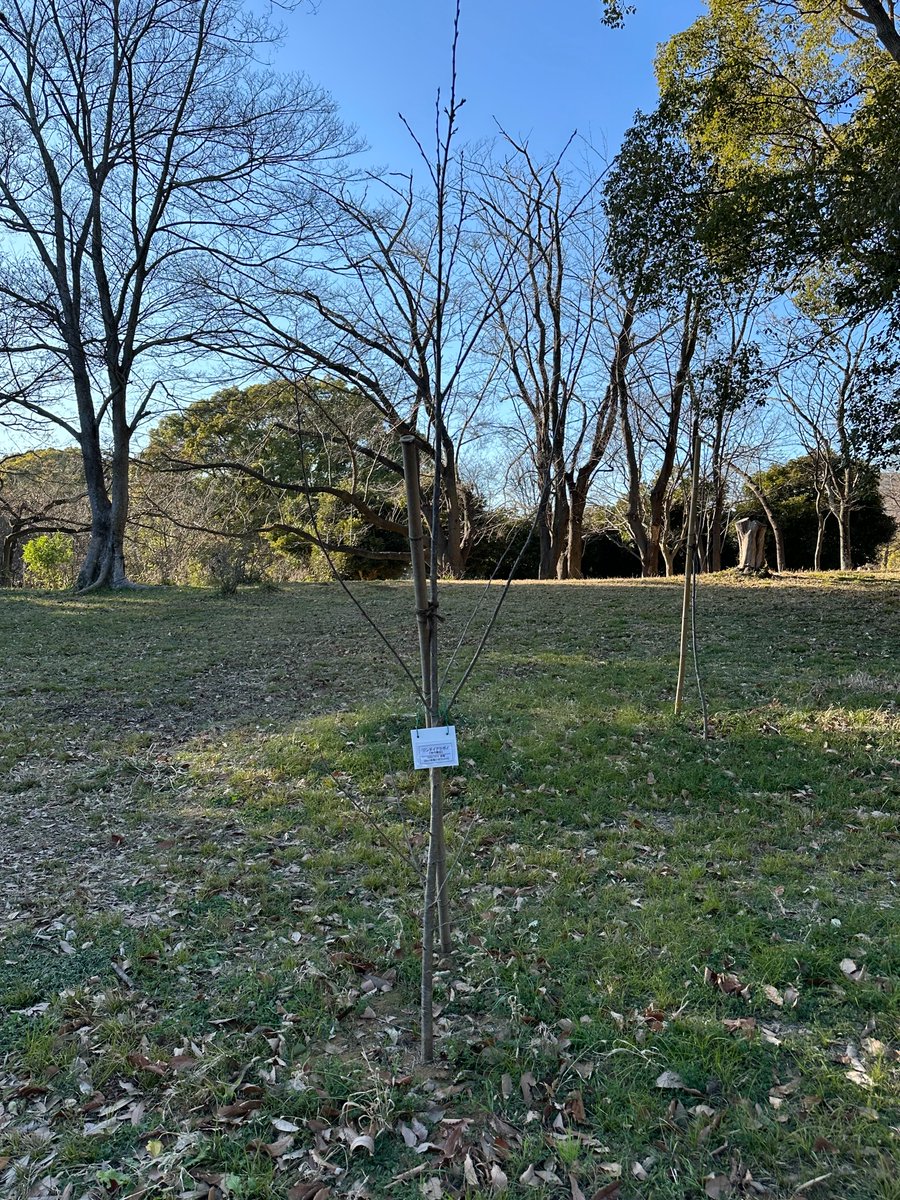 行田フェスタ2025で植樹されたジンダイアケボノ。 新芽も多く見られる