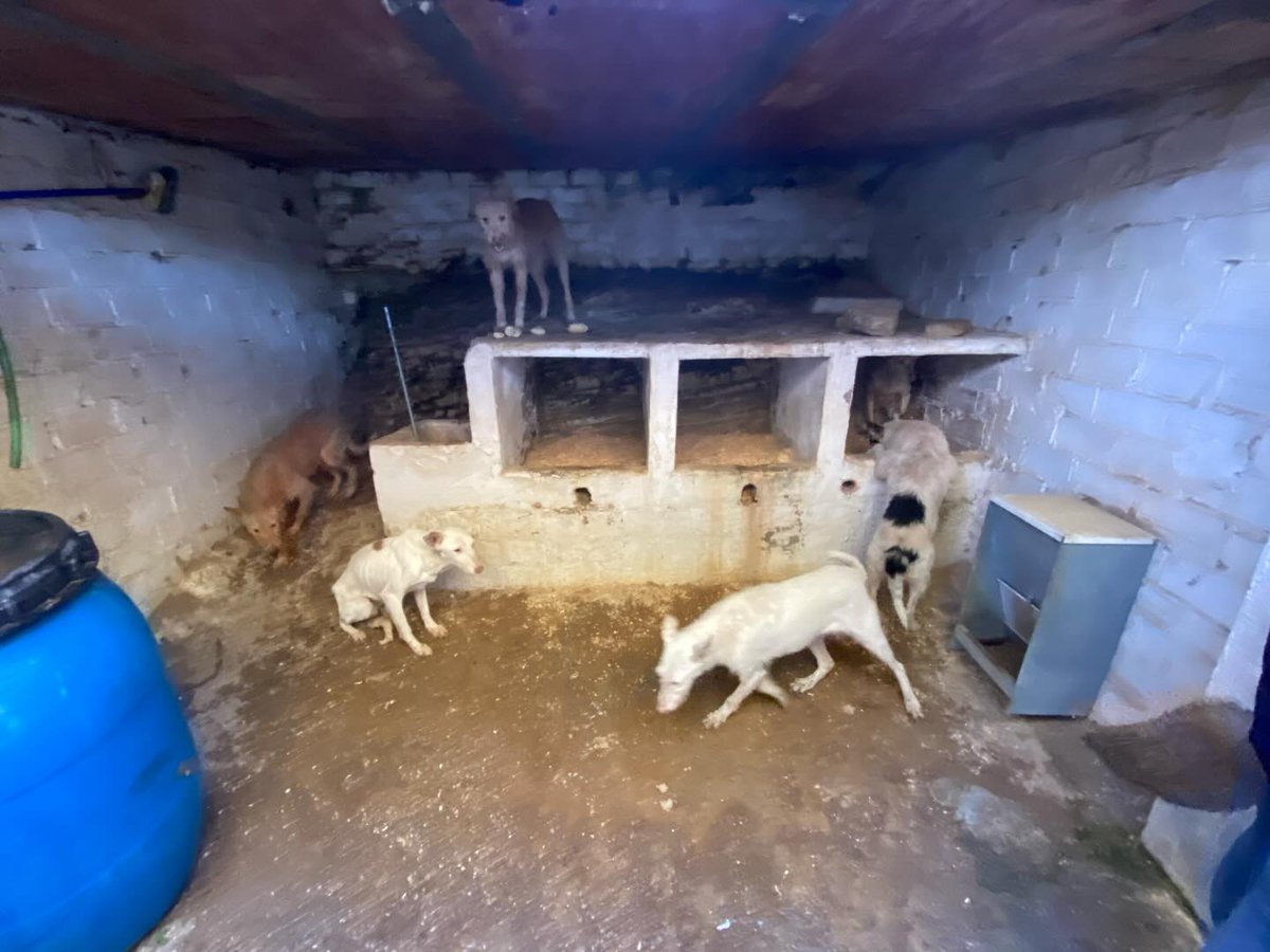 Una decena de perros de caza en estado lamentable
<a href="/ArpaSimbiosis/">Arpa Simbiosis</a> necesita ayuda, casas de acogida o protectoras que puedan hacerse cargo de alguno de los perros que intentan rescatar de un infierno…

Un cazador con Alzheimer había olvidado que tenía perros... 

📞Arpa: 677650842