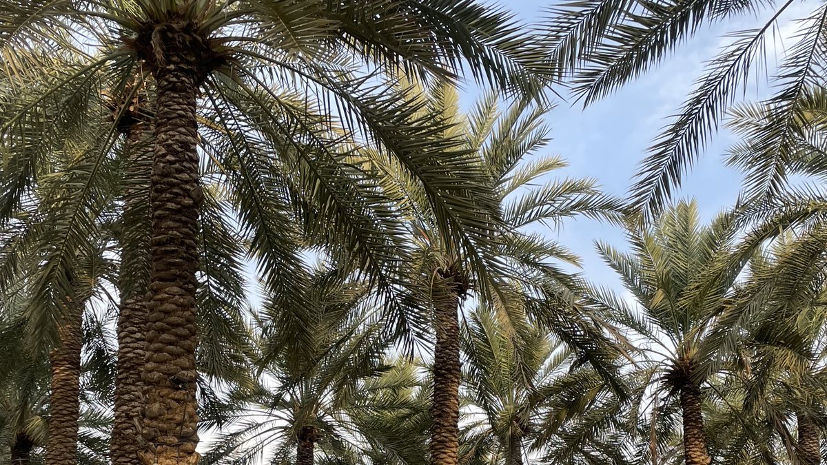 ❣️الفصول تتغير والقصيم ما يفارقها نخلها❣️