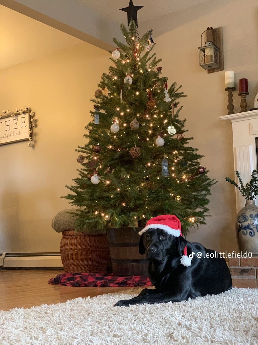 redfieldleo7's tweet image. 