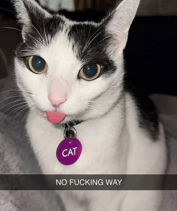 coolcatsociety's tweet image. 