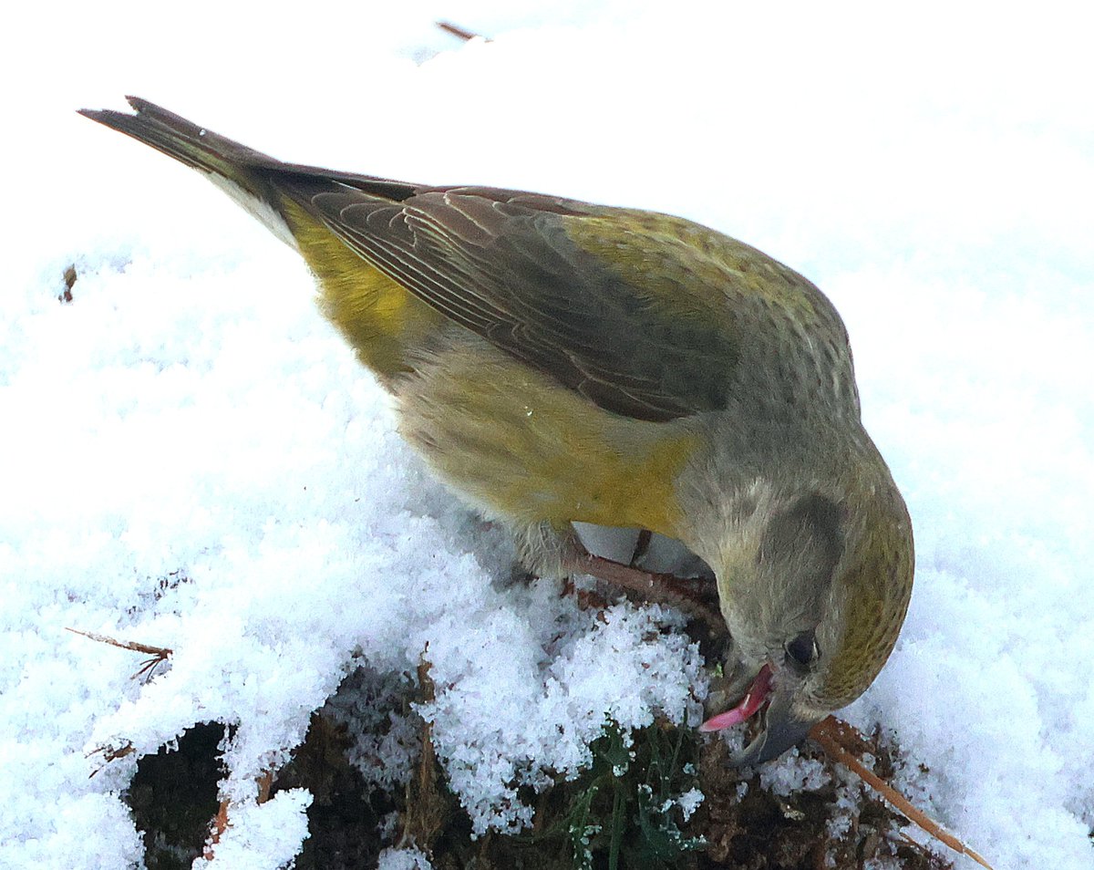 Ian Conn tweet media