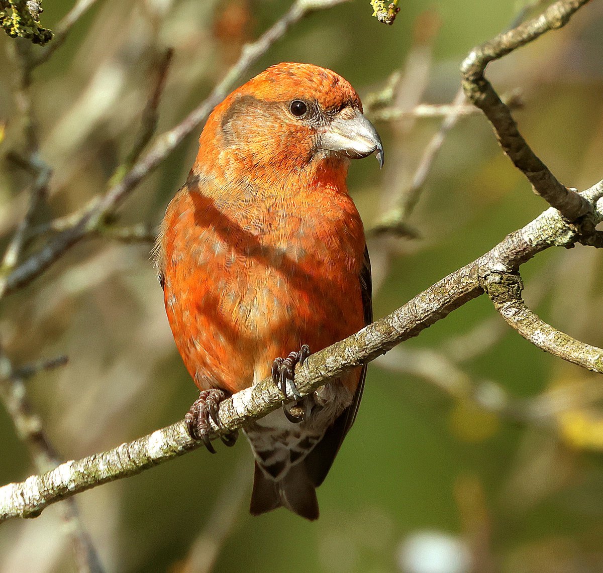 Ian Conn tweet media