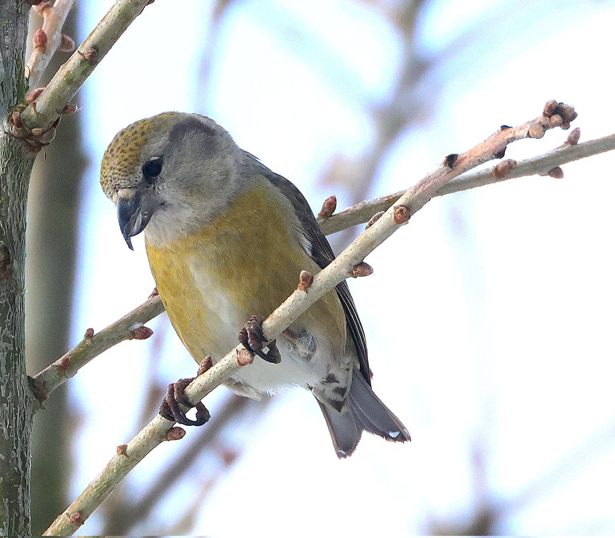 Ian Conn tweet media