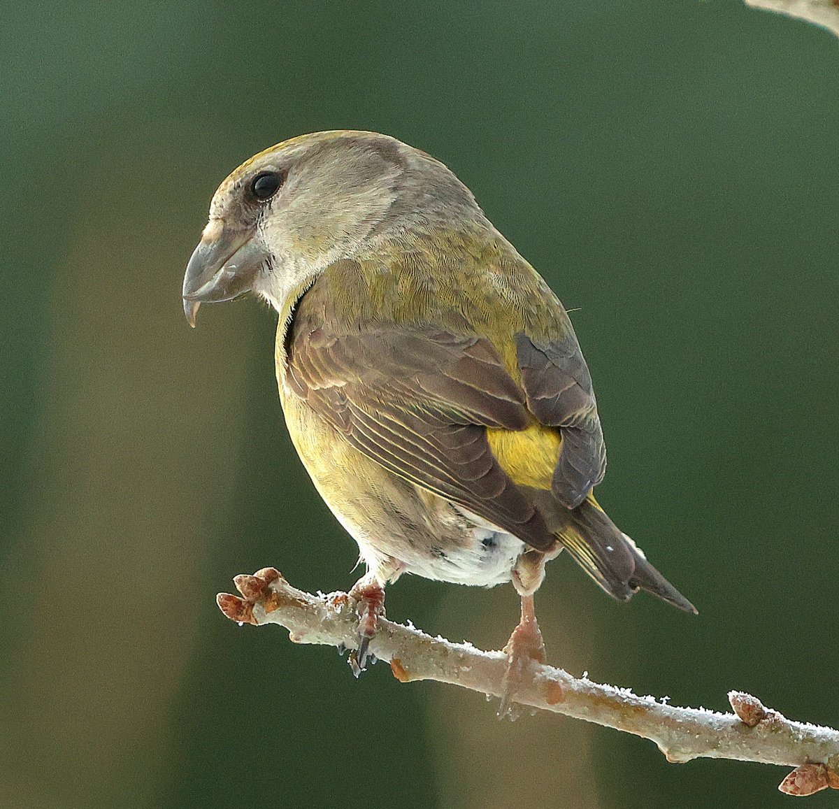 Ian Conn tweet media