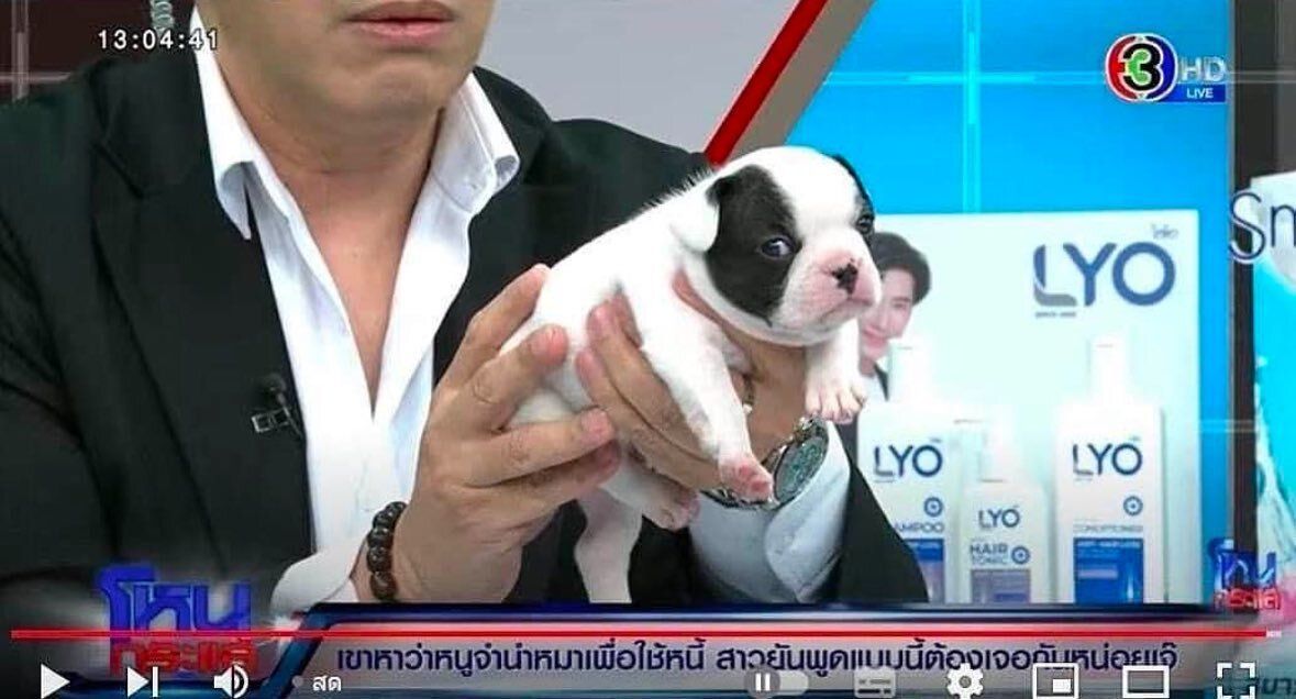 everythingdogss's tweet photo. https://t.co/DYe0tY4QLL