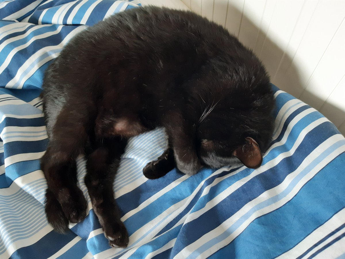 LanguagesCat's tweet image. Languages Cat's French Phrase Of The Day For Cats is:
Être à côté de ses pompes = to be out of it.