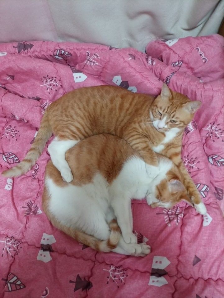 userlinoring's tweet image. since doongie was sooo small and baby soonie would play with him gently and he essentially became doongie's mom 😭😭 all the things minho taught soonie, soonie then taught doongie ☹️💗