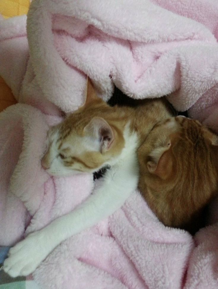 userlinoring's tweet image. since doongie was sooo small and baby soonie would play with him gently and he essentially became doongie's mom 😭😭 all the things minho taught soonie, soonie then taught doongie ☹️💗