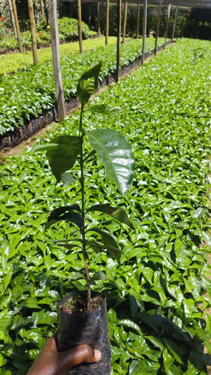 Cleotilda Jemutai tweet media