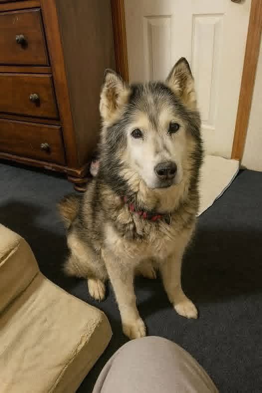 MrPitbull07's tweet image. “Take him,” my owner said to the shelter volunteer, handing over my leash. “He’s too old to run with me anymore. He just sleeps all day.”

I didn’t fully understand what was happening.

For fifteen winters, I—Kodi, an old Husky with a stride that once could conquer mountains and…