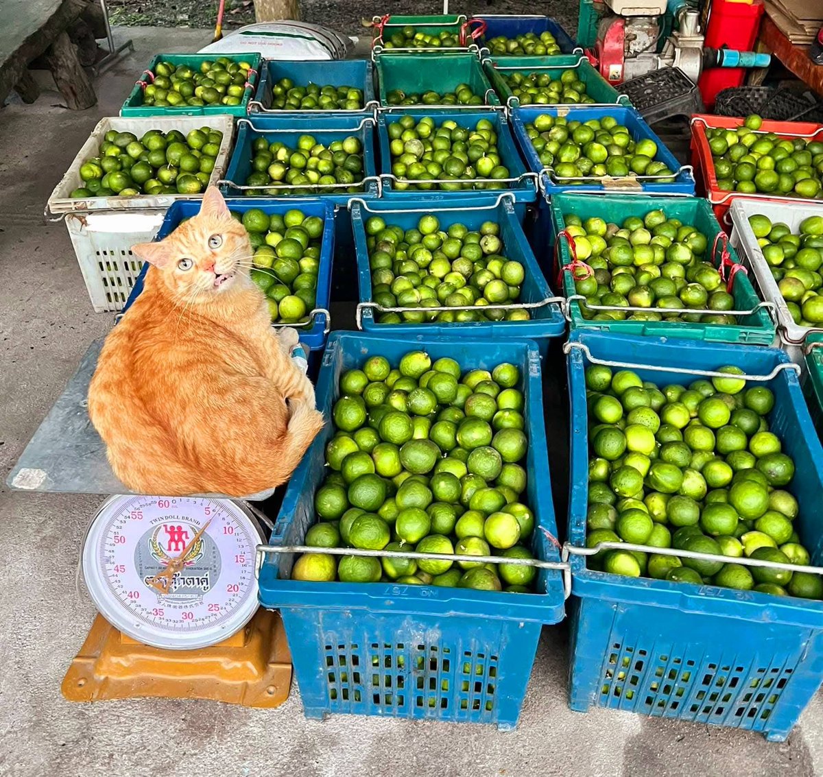 CatWorkers's tweet image. An orange selling limes.
