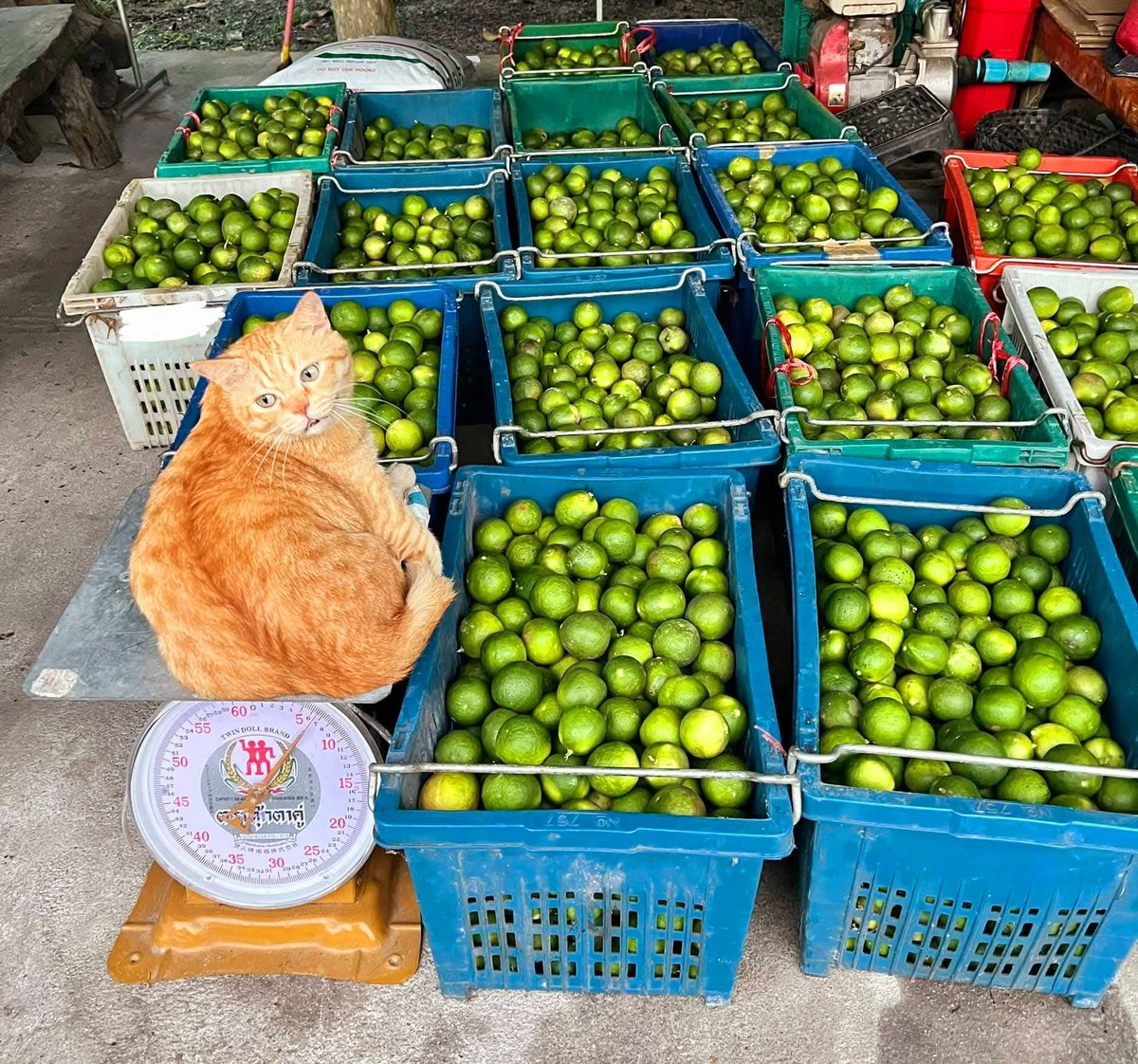 CatWorkers's tweet image. An orange selling limes.