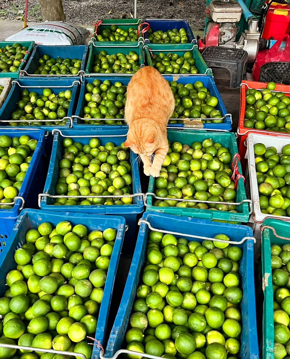 CatWorkers's tweet image. An orange selling limes.