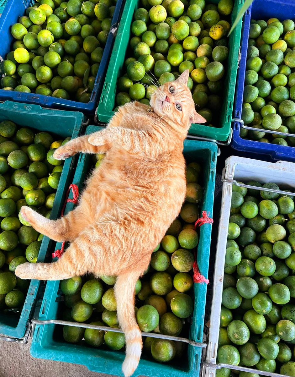 CatWorkers's tweet image. An orange selling limes.