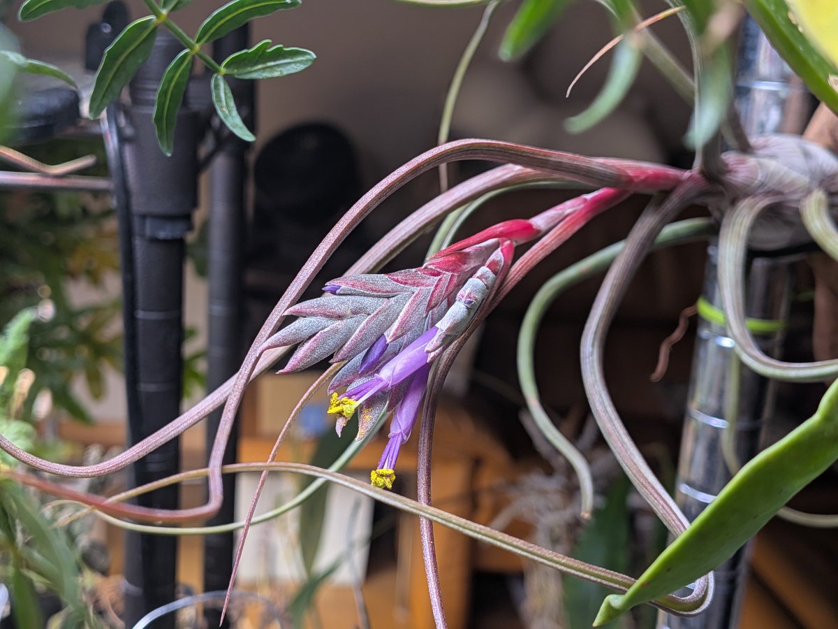 tdrg65's tweet photo. チランジア プセウドベイレイ (Tillandsia pseudobaileyi)

3ヶ月かかってようやく開花！
色彩が素晴らしい。 https://t.co/aHKpYJ0zGM