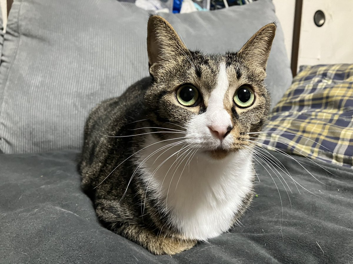Pet Camera (@petcamera2cat) on Twitter photo 