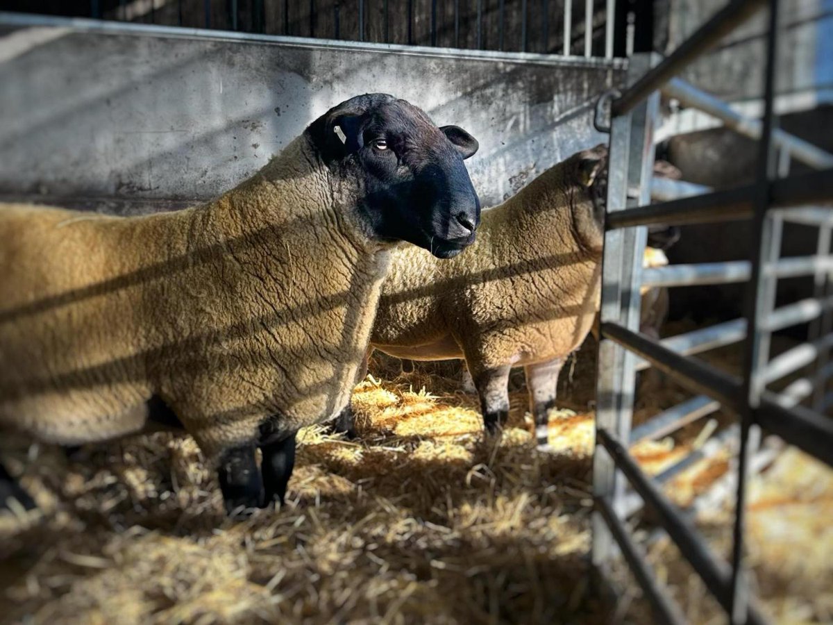 scottishfarmer's tweet image. Meet the Suffolk-cross shearling tup from Springfield Farm thescottishfarmer.co.uk/news/25761584.…