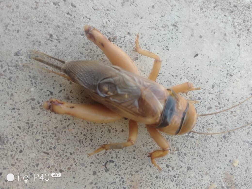 Family: Gryllidae (crickets)
Genus: Brachytrupes
Common name: Giant burrowing cricket or African field cricket
