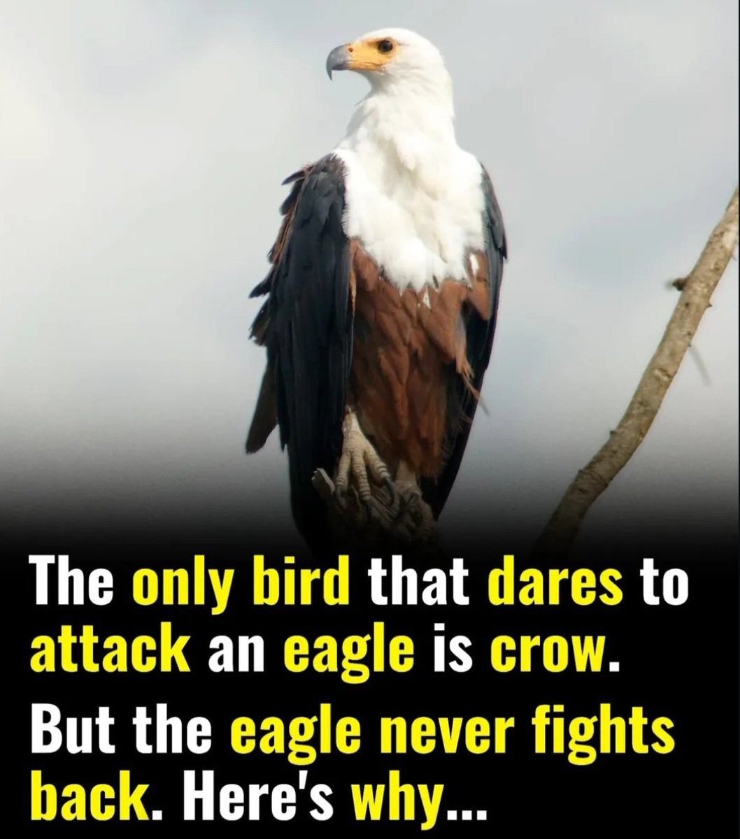 powerbeastt's tweet image. The only bird that dares to attack an eagle is crow.

But the eagle never fights back. Here's why...