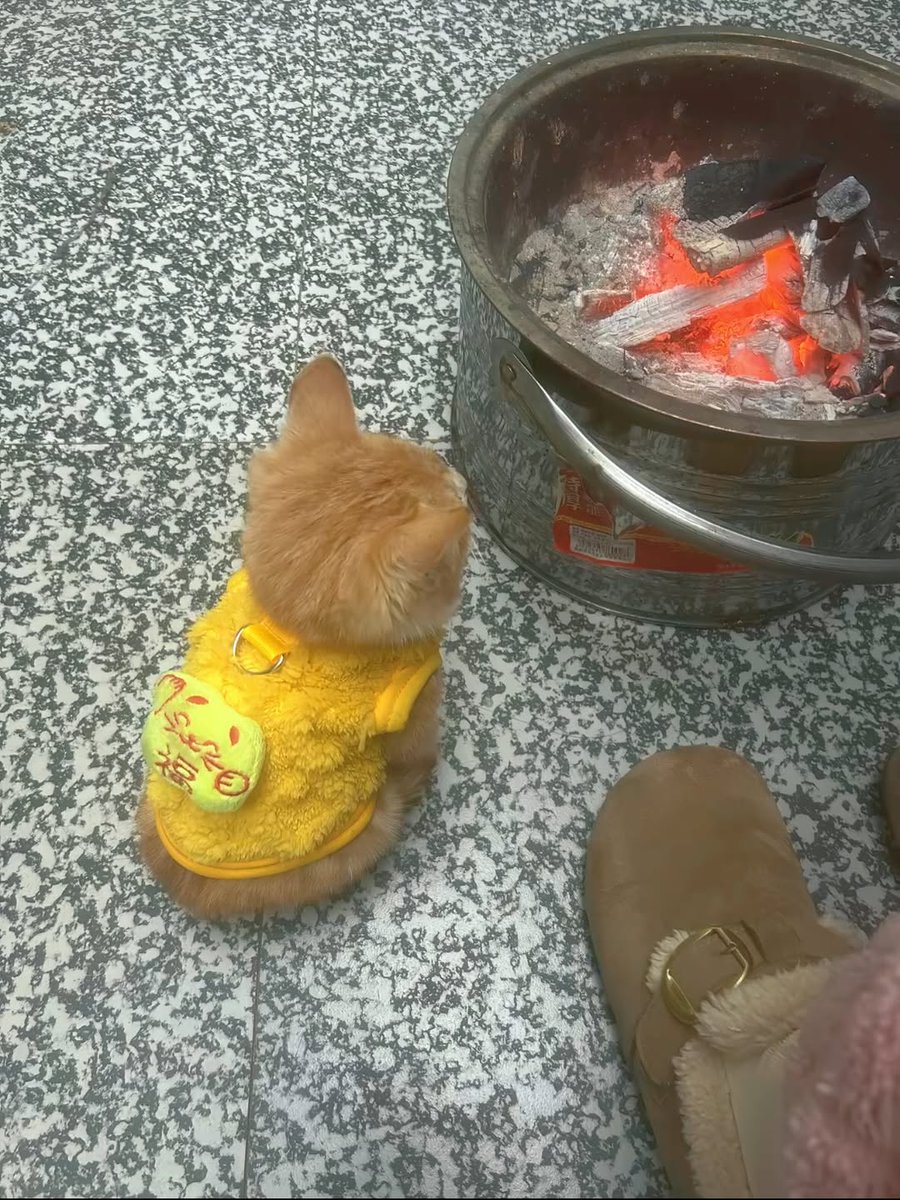 nocontextscats's tweet image. so warm