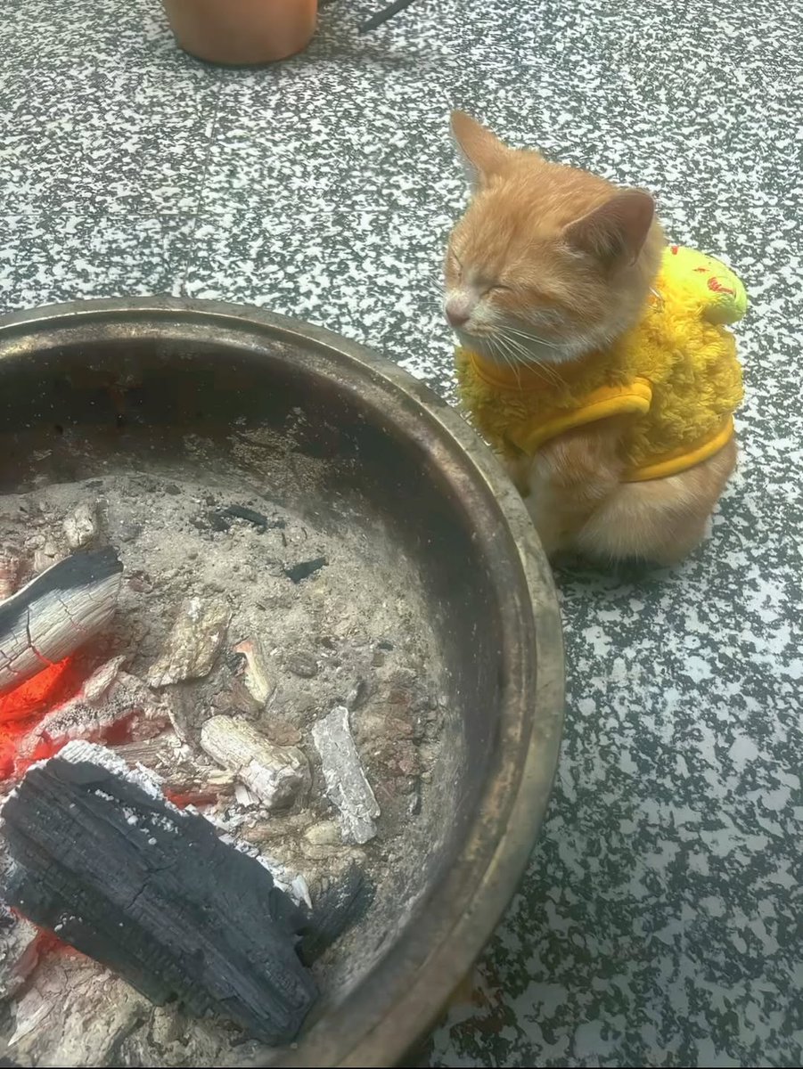 nocontextscats's tweet image. so warm