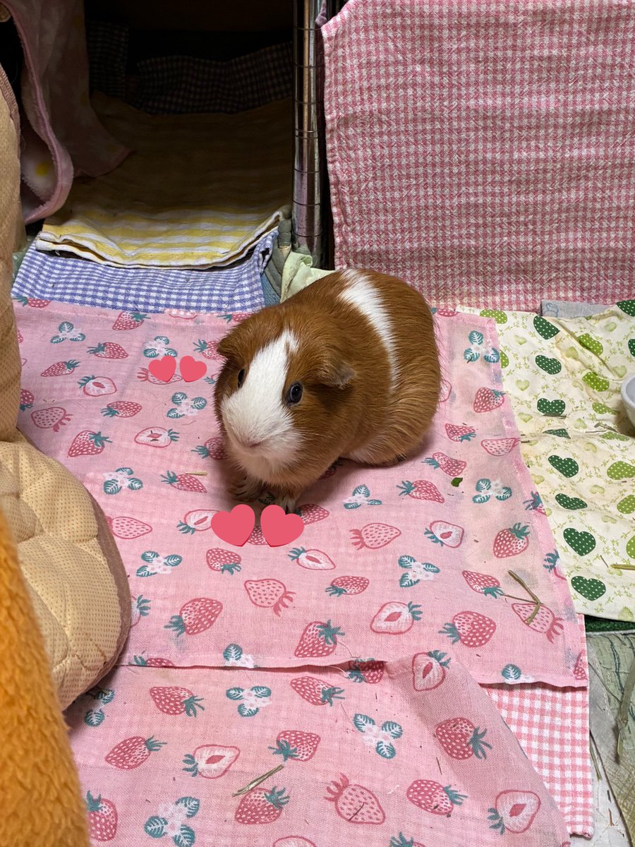 もるもるモルちゃん (@atamagamawaran1) / Posts / X