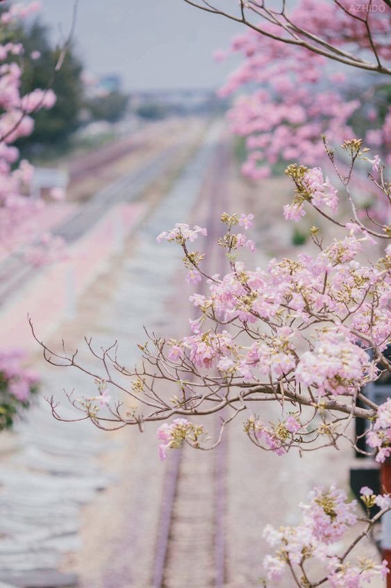 KatherAli11's tweet image. يارب ابعد عنا كثرة التفكير والقلق وارزقنا راحة القلب والبال🤲🌸🌸 
#دعاء_اليوم